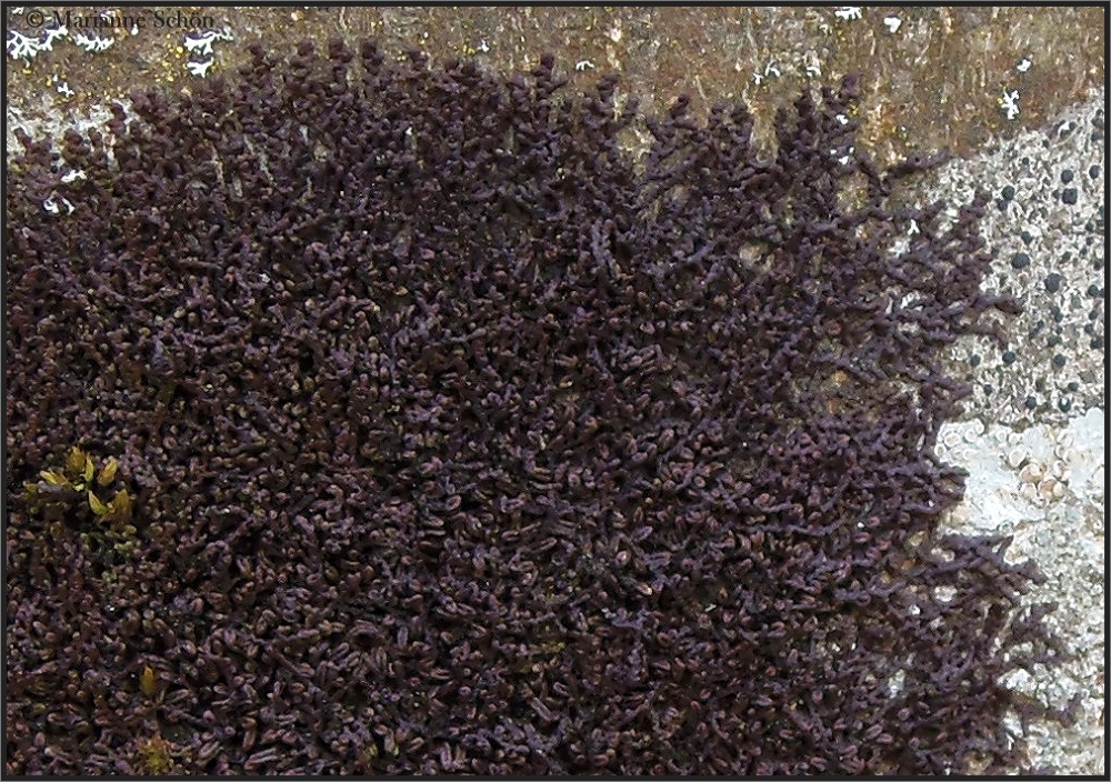 Wie kleine Würstchen Foto & Bild natur, pflanzen, pilze