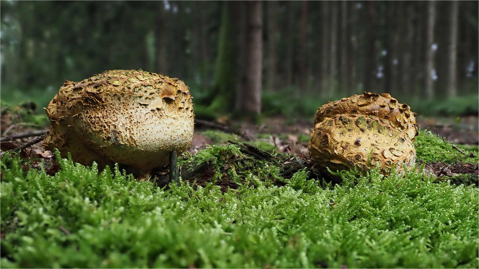 wie knackige Brötchen schauen sie aus  .....