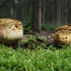 wie knackige Brötchen schauen sie aus  .....