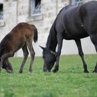 Wie komm ich nur an dieses leckere Gras?