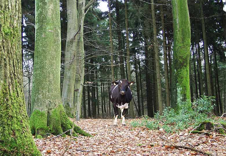 Wie kommt Bessy in den Wald?