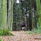 Wie kommt Bessy in den Wald?