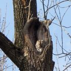 wie kommt das kleine löwenbaby in den baum?