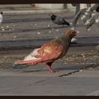 Wie kommt das Rot in die Taube?