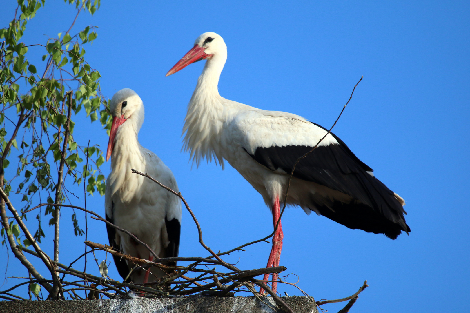 Wie kommt der der Baum in unser Nest