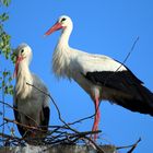 Wie kommt der der Baum in unser Nest