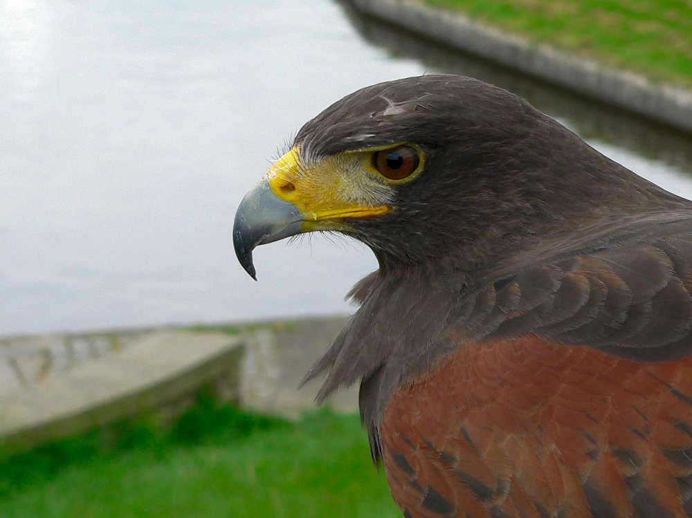 Wie kommt der Wüstenbussard nach Wales?