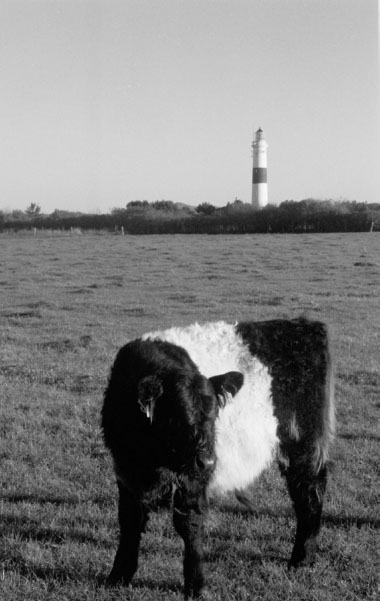 Wie kommt die Kuh zum Turm?