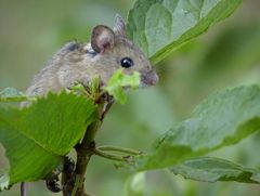 "Wie kommt die Maus in den Baum?"