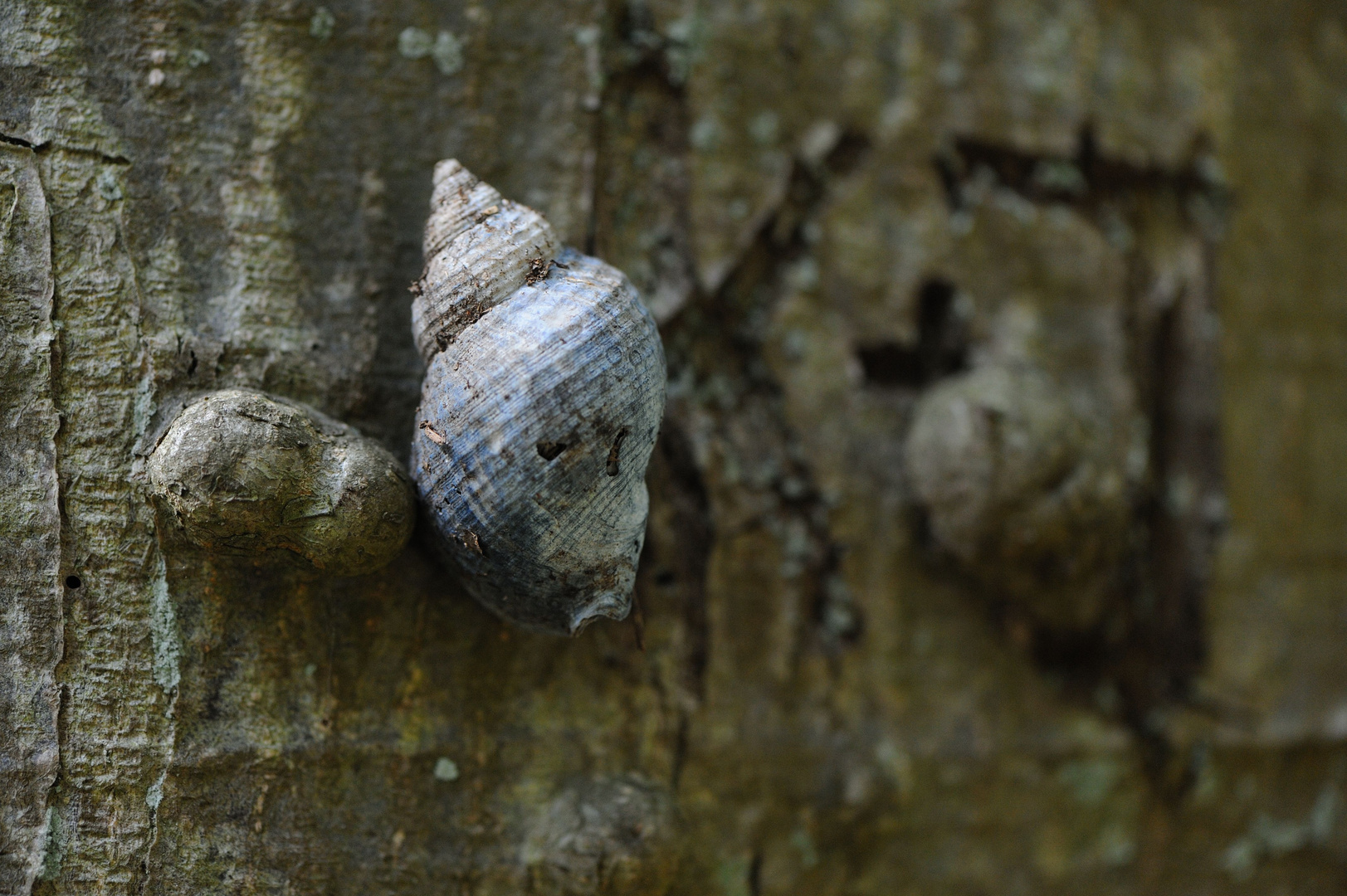 Wie kommt die Wellhornschnecke an den Baum ?