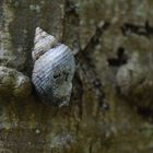 Wie kommt die Wellhornschnecke an den Baum ?