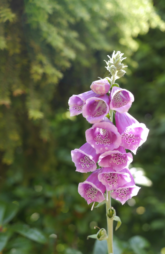 wie kommt er bloß in meinen Garten?