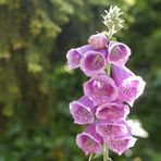 wie kommt er bloß in meinen Garten?