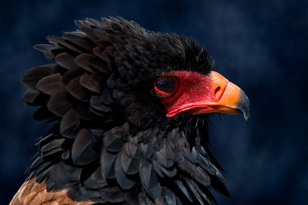 Wie kommt es nur.....