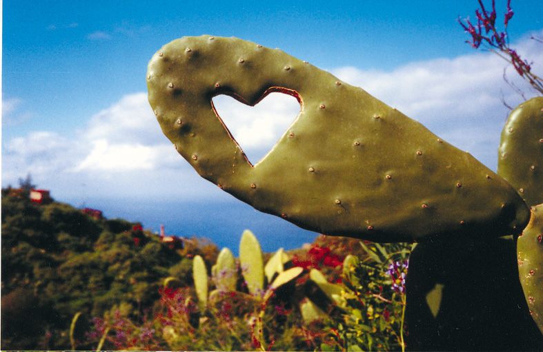 Wie küsse ich einen Kaktus...