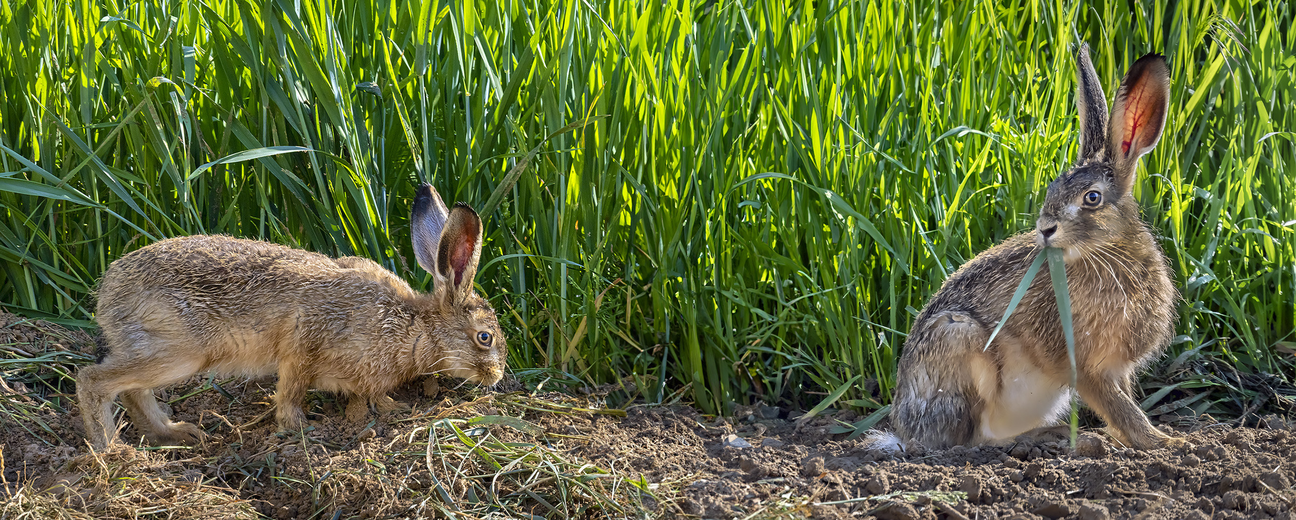 Wie läuft der Hase?