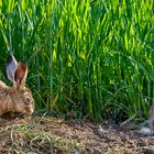 Wie läuft der Hase?