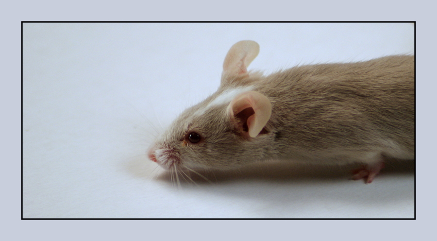 Wie lang ist eine Maus? Foto & Bild | tiere, tierdetails Wie lang ist eine Maus? Foto & Bild | tiere, tierdetails