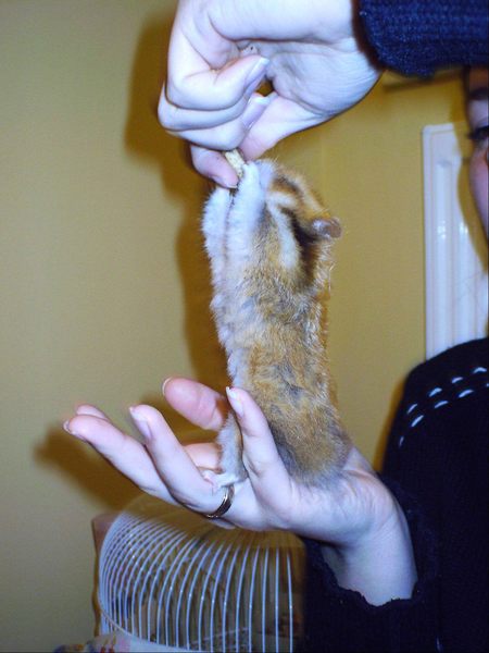 Wie lang kann ein Hamster werden, wenn er neugierig ist ??