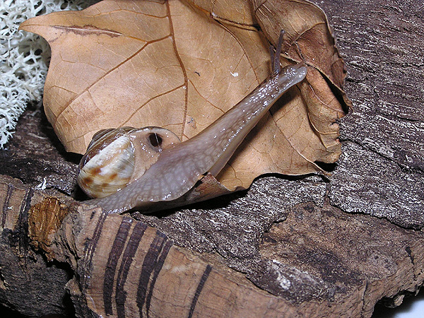 Wie lang kann eine Schnecke werden...?