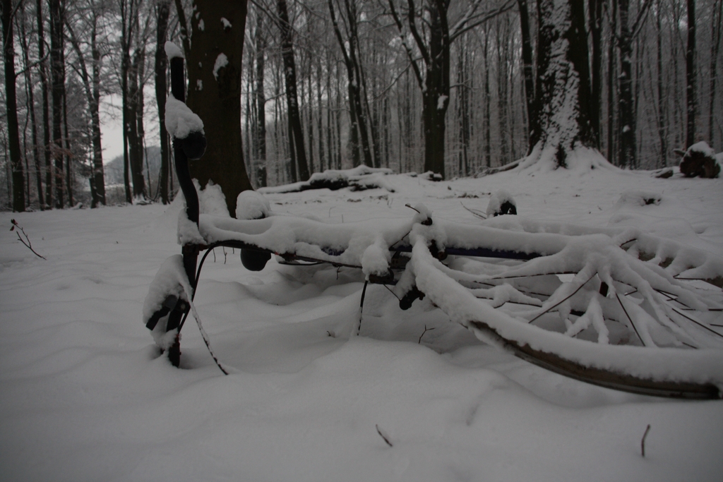 Wie lange liegt das Rad im Wald?