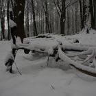 Wie lange liegt das Rad im Wald?