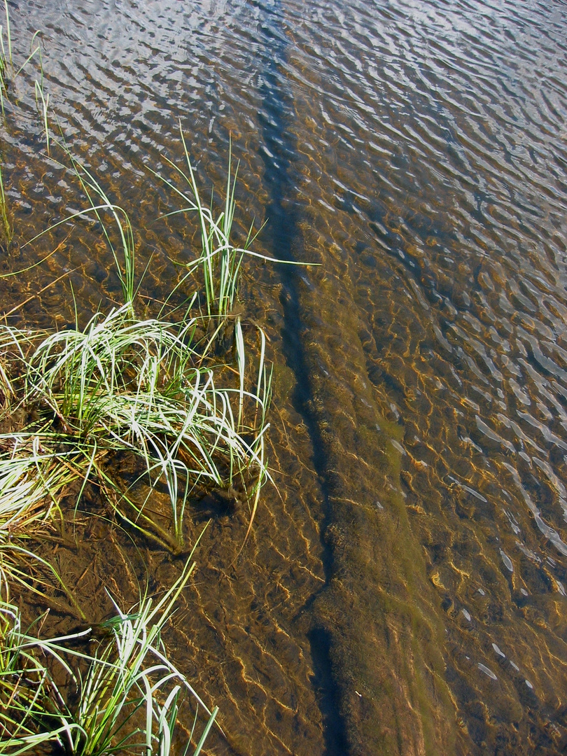 Wie lange liegt er schon so einsam im Wasser???