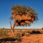 Wie lange mag der Baum noch halten?...