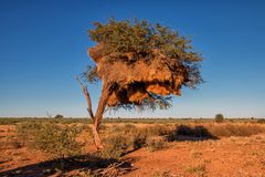 Wie lange mag der Baum noch halten?...