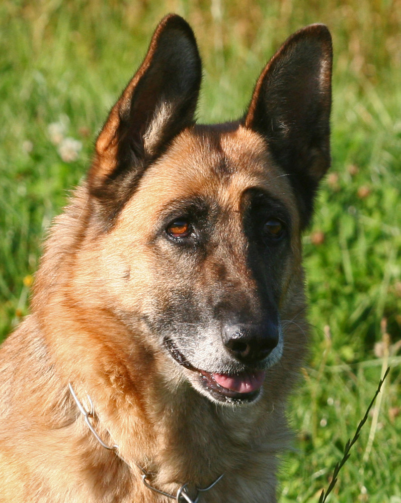 Wie lange muss ich noch stillsitzen,Herrchen??