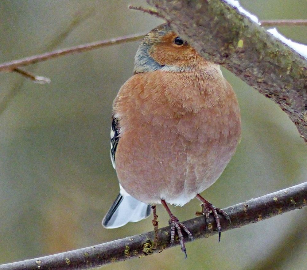 wie lange muß ich noch warten ?? Foto & Bild tiere, wildlife, wild lebende vögel Bilder auf wie lange muß ich noch warten ?? Foto & Bild tiere, wildlife, wild lebende vögel Bilder auf