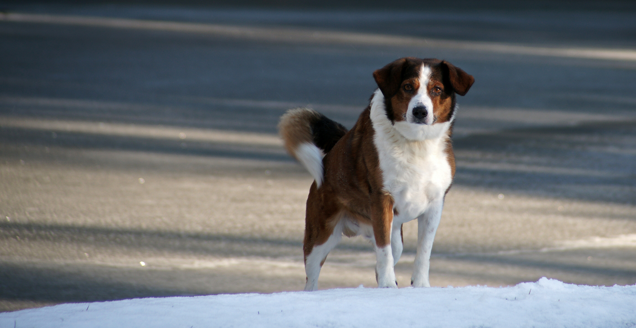 wie lange soll ich noch warten? Foto & Bild tiere, haustiere, hunde