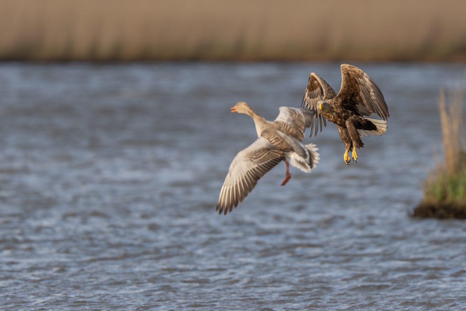 Wie lecker denkt sich wohl der Seeadler :-)