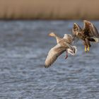 Wie lecker denkt sich wohl der Seeadler :-)