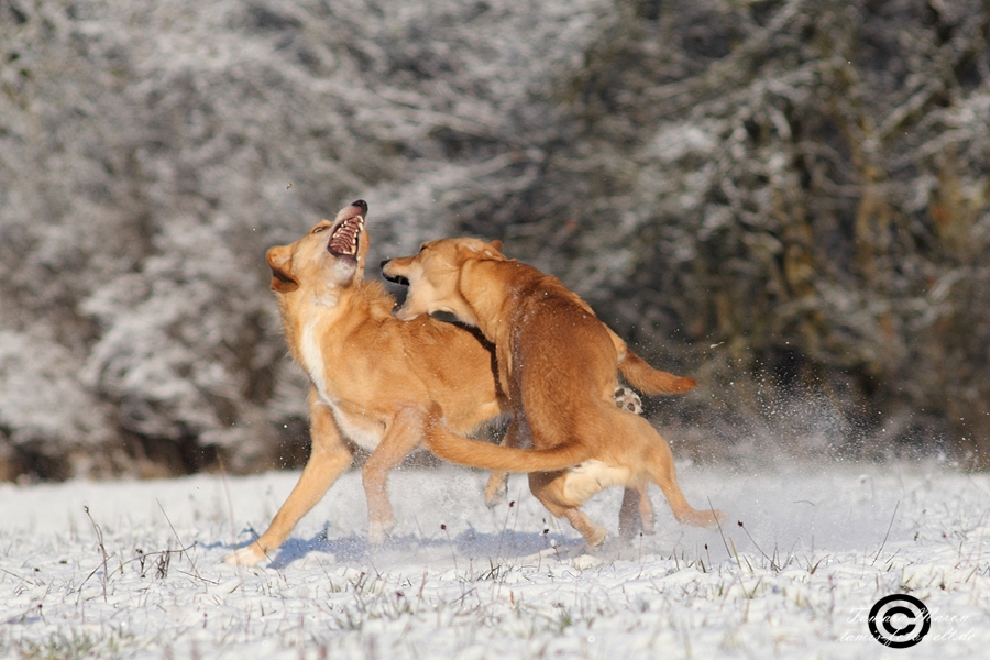 wie LIEBEN Neuschnee