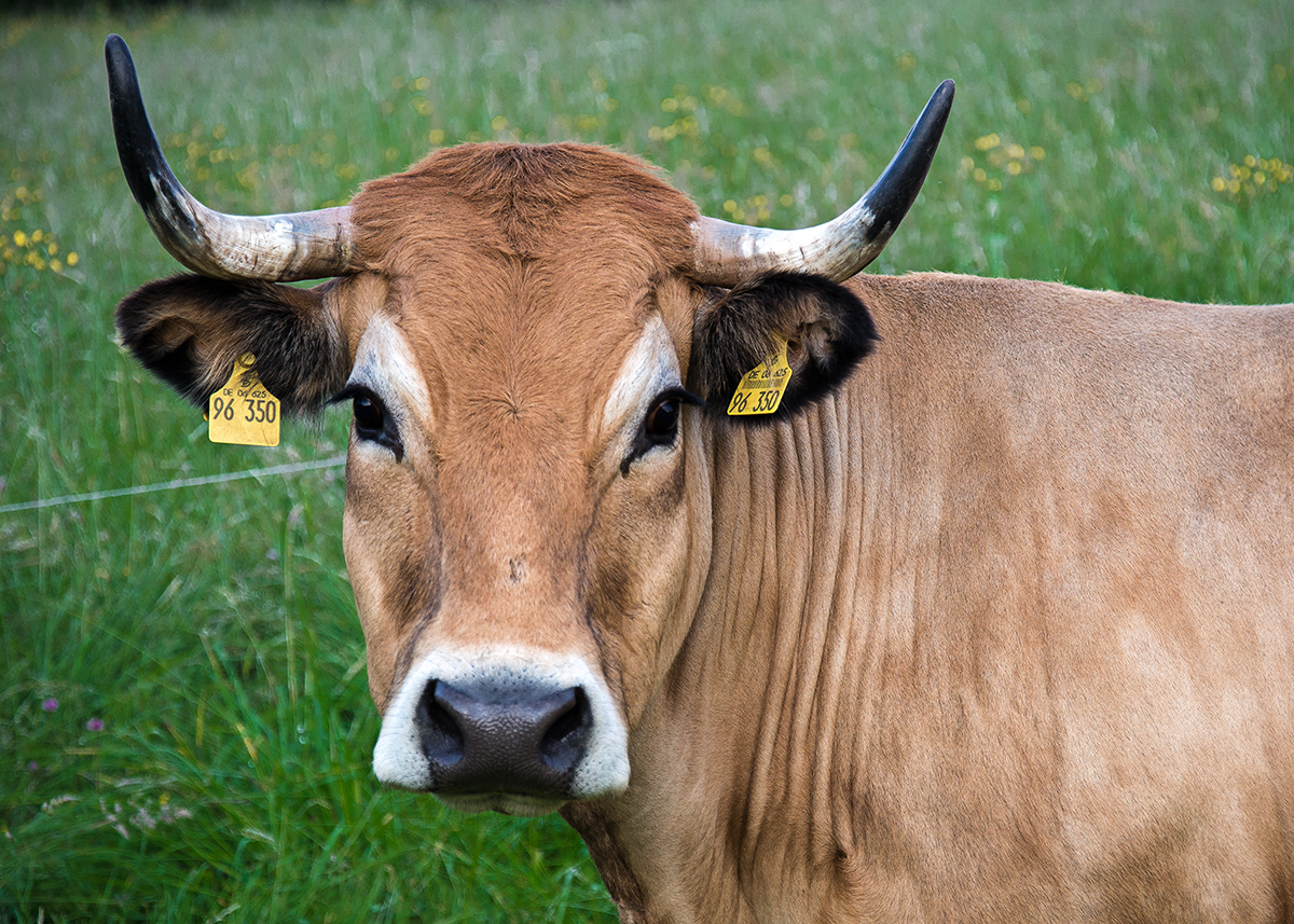 Wie macht die Kuh...? Foto & Bild | tiere, haustiere ...