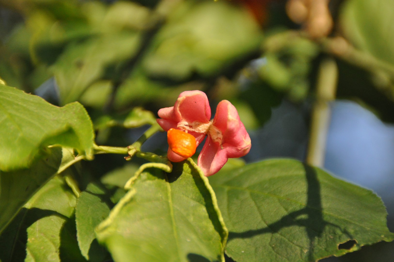 Wie mag die Blüte wohl heißen?