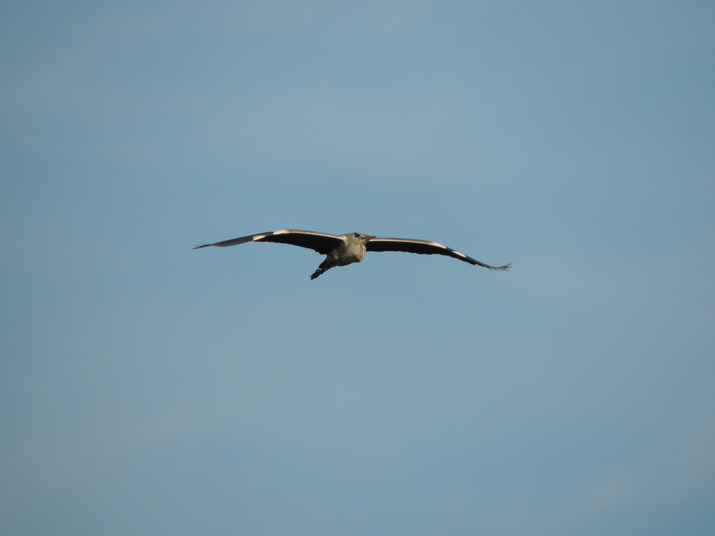 Wie man ein Vogel so sieht