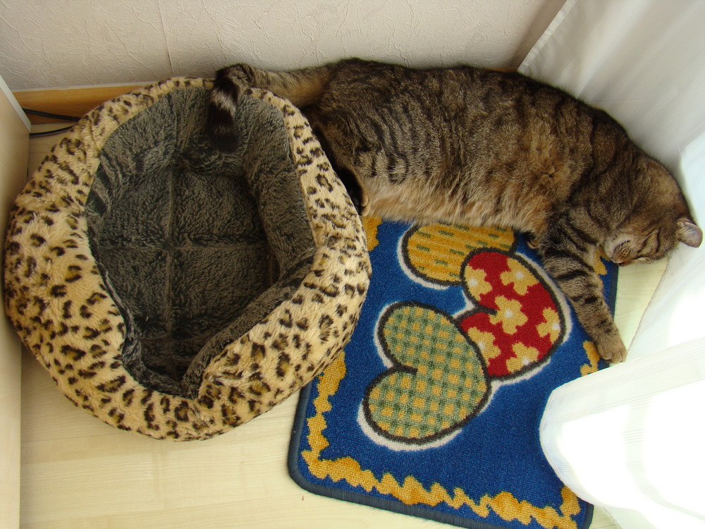 Wie man im Katzenbett liegen kann... Teil 2