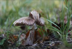 Wie man in den Wald hinein ruft ...