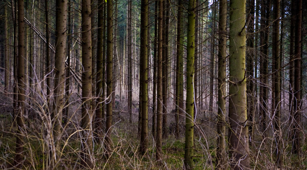 wie man in den wald hineinruft