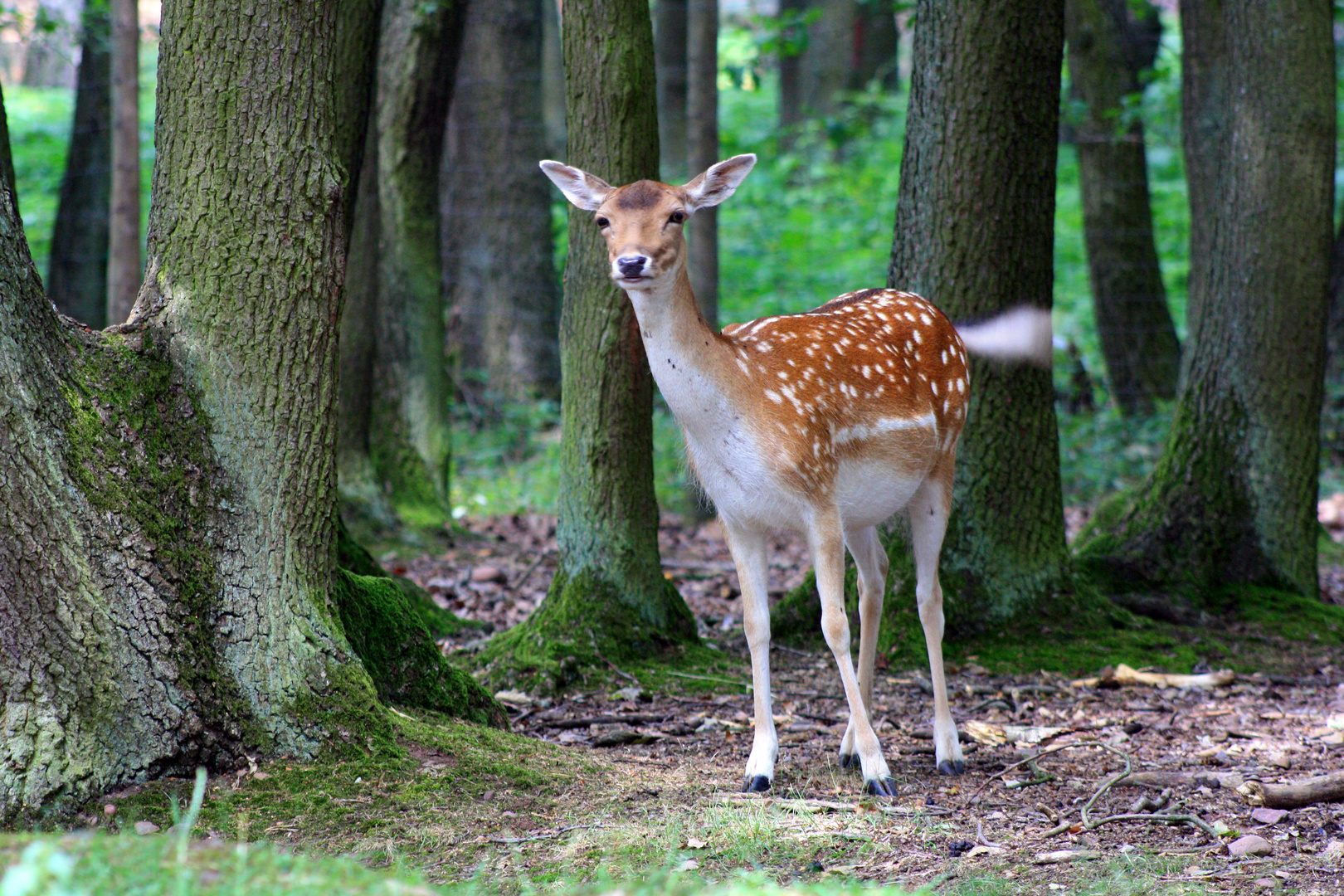 wie man in den Wald schaut...