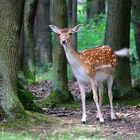 wie man in den Wald schaut...