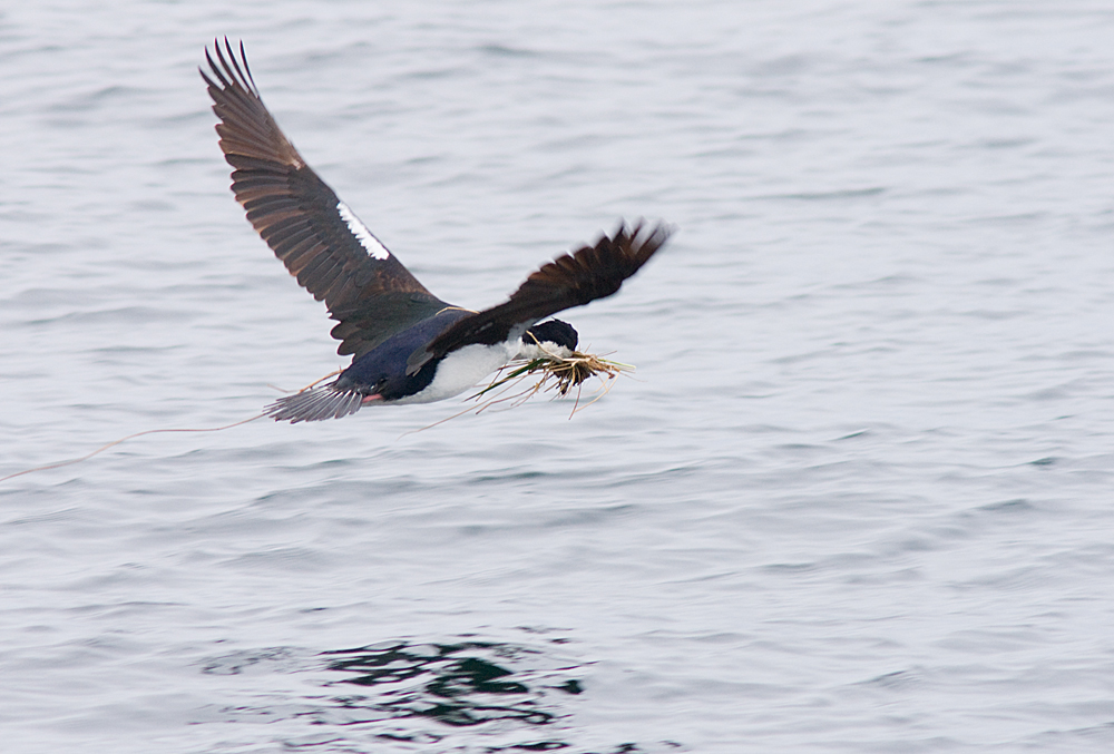 Wie man sich bettet... (Beagle Channel, Argentinien)