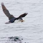 Wie man sich bettet... (Beagle Channel, Argentinien)