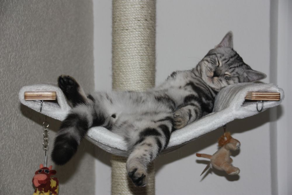Wie Man Sich Bettet So Liegt Man Foto Bild Tiere Haustiere Katzen Bilder Auf Fotocommunity