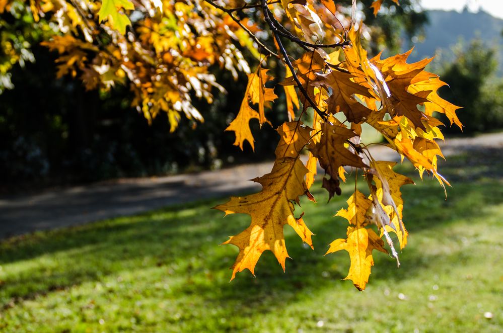 wie man sieht - es ist Herbst