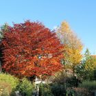 Wie man sieht macht der Herbst auch vor unserem Garten keinen Halt!