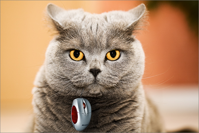 wie, maus ??? ... welche maus ??? ... Foto & Bild | fun-montagen, quatsch & fun, digiart Bilder ...
