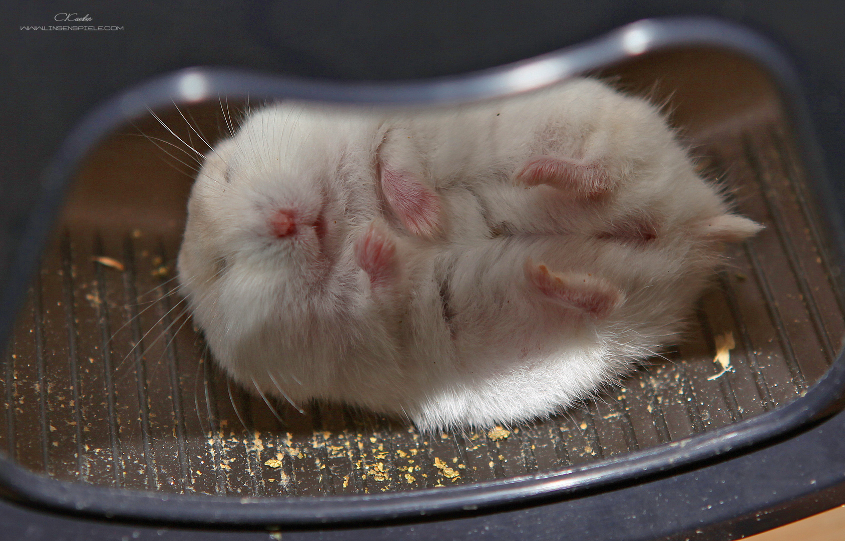 Wie mein Hamster im Rad schläft...